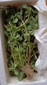 果臻鮮 新鮮馬齒莧 新鮮馬蜂菜長壽菜螞蚱菜 當(dāng)天現(xiàn)摘現(xiàn)發(fā)1-4斤 精選500g 新鮮現(xiàn)摘 曬單實(shí)拍圖