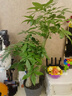 植男植女步步高發(fā)財樹(shù)大棵盆栽客廳落地室內大型綠植物綠植招財樹(shù)源頭直發(fā) 曬單實(shí)拍圖