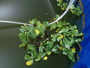 BM水芙蓉苗水浮蓮水培植物水生植物水養(yǎng)草池塘魚(yú)缸造景養(yǎng)殖凈化水質(zhì) 水芙蓉20棵 曬單實(shí)拍圖