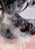 SACELLECBEAUTE皙奈兒進(jìn)口生姜洗發(fā)水蓬松控油去屑柔順健發(fā)煥活毛囊防掉發(fā)洗發(fā)露 生姜洗發(fā)水*1瓶【送浴帽】 400mL 正品保障  假一賠十 曬單實(shí)拍圖
