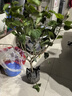 意軒 扶?；ㄅ柙灾匕晁募揪G植朱槿牡丹芙蓉花盆栽庭院花卉容易養的 橘黃扶桑 8年苗 曬單實(shí)拍圖