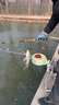 達(dá)摩浮漂607 608底釣淺水鯽魚(yú)綜合羅非鯪魚(yú)醒目高靈敏孔雀羽魚(yú)漂 607粗輕口鯽淺水綜合 1號(hào) 曬單實(shí)拍圖