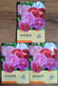 多色牡丹花種子洛陽(yáng)牡丹重瓣大花花園造景盆栽多樣選擇陽(yáng)臺室內外 牡丹花種子/包約15粒 3包 曬單實(shí)拍圖