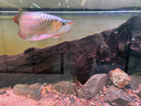 老漁匠南美原生態(tài)魚缸中大型客廳生態(tài)造景溪流底濾一體缸超白玻璃免換水 中式木紋 專業(yè)版【豐富配置 到手養(yǎng)魚】 100x50x153cm 曬單實(shí)拍圖