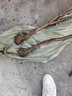 棗樹(shù)活苗當年結果地栽棗子樹(shù)苗南方北方種植棗樹(shù)嫁接苗特大青棗苗 冬棗4年嫁接苗(當年結果) 曬單實(shí)拍圖