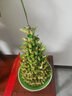 京云夢竹塔富貴竹盆栽綠植節(jié)節(jié)高新居發(fā)財(cái)客廳盆景5層+盆架子源頭直發(fā) 曬單實(shí)拍圖