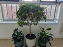 普朗德趕海工具園藝工具套裝花園養(yǎng)花鐵鍬耙子園藝鏟種植挖土種花工具 園藝工具五件套 曬單實(shí)拍圖