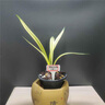 翁源蘭花墨蘭黃金萬(wàn)代福中透縞藝線(xiàn)藝蘭草名貴原生老品種高藝盆栽 萬(wàn)代福2壯苗【高藝】簡(jiǎn)易盆發(fā) 曬單實(shí)拍圖