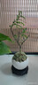 佰花錦清香胡椒木盆栽室內外驅蚊草植物好養綠植九里香花卉四季常青盆景 【送圓底座】胡椒木+陶瓷白圓盆+苔蘚鋪面 整體高度20-25cm 曬單實(shí)拍圖