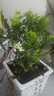 九里香綠植盆栽花卉樹苗植物盆景老樁樹樁室內(nèi)驅(qū)蚊草帶花濃香 九里香30-40厘米原土 曬單實(shí)拍圖
