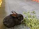 比克熊 苜蓿草1kg兔糧兔子草料烘干紫花幼兔牧草豚鼠磨牙飼料糧草毛重 曬單實拍圖