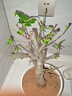 花翁盆栽花卉綠植盆景 (5年2cm老樁)精品垂絲海棠花+肥料源頭直發(fā) 曬單實(shí)拍圖