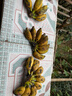 果益壽廣西小米蕉 芭蕉 新鮮水果 小香蕉 當季應季水果 青色香蕉 需催熟 凈重4.5-5斤【手工精選果】 曬單實(shí)拍圖
