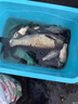 川澤淺水漂草洞冰釣魚(yú)漂加粗醒目小吃鉛高靈敏浮漂鯽魚(yú)大浮力綜合漂 CN-1粗尾【浮釣草魚(yú)】鉛3-4g 1號(hào) 曬單實(shí)拍圖