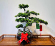 潮裕盆景高端羅漢松造型地景樹(shù)室內植物庭院迎客松真樹(shù)老樁客廳辦公室盆景 老樁羅漢松盆景164 帶盆栽好 曬單實(shí)拍圖