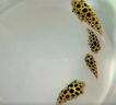 河豚魚(yú)飼料巧克力娃娃魚(yú)食專(zhuān)用狗頭斑馬潛水艇小型觀(guān)賞魚(yú)糧高蛋白 【一瓶】體驗裝 曬單實(shí)拍圖