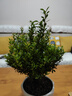 格調(diào)生活小葉赤楠植物盆栽老樁花卉盆景辦公室內(nèi)好養(yǎng)四季常綠陶瓷盆綠植小 五年老樁赤楠+紅梅陶瓷盆+肥料 曬單實(shí)拍圖