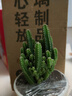 格調(diào)生活萬重山仙人掌盆栽花卉綠植室內(nèi)陽臺(tái)辦公易養(yǎng)活耐旱吸水盆多肉植物 萬重山【白色如意陶瓷盆】 曬單實(shí)拍圖
