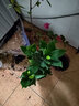 旭力香水百合花盆栽室內客廳濃香植物陽(yáng)臺庭院綠植花卉 粉色香水百合帶花苞發(fā)貨+木桶盆 曬單實(shí)拍圖