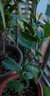 阿木木 香水檸檬苗 青檸檬樹苗 庭院陽臺(tái)南方北方種植盆栽地栽果樹苗 香水檸檬 2年苗 曬單實(shí)拍圖