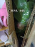 上客來(lái)山茶花耐冬樹(shù)苗室內外綠植庭院大型四季常青耐寒花卉耐冬茶花樹(shù) 耐冬茶花1.5公分粗70厘米高 不含盆 曬單實(shí)拍圖