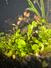 異景園前景迷你趴地矮珍珠爬地魚(yú)缸造景活體真水草懶人速成草皮植物草坪 曬單實(shí)拍圖