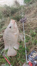 釣魚(yú)王子線(xiàn)雙鉤狼牙競技黑坑防纏繞全套綁好釣魚(yú)鉤仕掛 雙鉤8#線(xiàn)1.2-1.5 曬單實(shí)拍圖