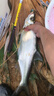 小鳳仙子線(xiàn)雙鉤大力馬魚(yú)線(xiàn)伊勢尼魚(yú)鉤子線(xiàn)12付裝拉力強耐磨魚(yú)鉤套裝 曬單實(shí)拍圖