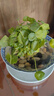 鑫干和銅錢(qián)草水培盆栽室內室外花卉金錢(qián)草綠植吸綠植花草植物 銅錢(qián)草【一盆不含盆約300株】帶葉 曬單實(shí)拍圖