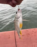達億瓦（DAIWA）25新款深海船釣快抽鐵板竿海釣桿章紅金槍魚(yú)竿近海泛用竿十大品牌 1.63m 54B-4（1.63m獨節槍柄） 曬單實(shí)拍圖