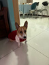 PELOMIC中型犬狗狗衣服秋冬款棒球衛(wèi)衣柯基衣服寵物運(yùn)動(dòng)服飾保暖冬裝狗服 黑色 XL 胸圍70cm背長(zhǎng)48cm體重22-30斤 曬單實(shí)拍圖