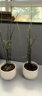 文竹盆栽 大文竹盆栽植物辦公室內桌面綠植 大文竹+堅持花盆 含盆 曬單實(shí)拍圖