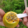顏小葒廣西欽蜜9號黃金百香果 當(dāng)季現(xiàn)摘新鮮香甜西番蓮純甜百香果 嘗鮮款1斤（約9個）汁水豐富 曬單實拍圖