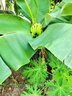 香蕉樹(shù)苗粉蕉紅香蕉苗粉矮化蕉苗皇帝蕉果樹(shù)苗當年結果南北方 香蕉苗 (15-20厘米高1棵)帶營(yíng)養土帶葉 曬單實(shí)拍圖