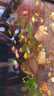百綸木千天使魚(yú)觀(guān)賞魚(yú)耐活魚(yú)不打氧小型魚(yú)淡水魚(yú)缸熱帶魚(yú)寵物活魚(yú) 【運輸包損】50條天使魚(yú)（顏色混搭） 曬單實(shí)拍圖