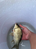 速聚達蟬蛹粉釣魚(yú)餌料腥味添加劑鯽魚(yú)鯉魚(yú)草魚(yú)鳊魚(yú)羅非魚(yú)餌料 蠶蛹粉 500克 曬單實(shí)拍圖