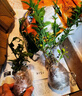 藍雪花苗盆栽大苗帶花苞陽(yáng)臺植物好養的花卉四季開(kāi)花不斷鮮花庭院 熱烈紅【天竺葵買(mǎi)三送一】送肥料 帶盆栽好 曬單實(shí)拍圖