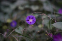 唯卓仕（VILTROX）AF 35mm F1.2 LAB FE索尼口全畫(huà)幅自動(dòng)對焦大光圈人文定焦鏡頭適用于A(yíng)7M4 A7CII ZVE1微單相機  曬單實(shí)拍圖