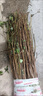 黃柏中藥材樹(shù)苗厚皮正宗四川剝皮樹(shù)皮黃柏樹(shù)苗 高50-70公分 100株  關(guān)注【店鋪送生根粉】 曬單實(shí)拍圖