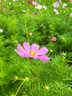 播種心情 波斯菊種子格?；ǚN子四季易活花卉陽(yáng)臺庭院草花籽混色盆栽植物 高桿波斯菊1斤 曬單實(shí)拍圖