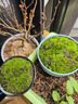 孫凱（SUNKAI）鮮活苔蘚青苔蘚 微景觀(guān)植物盆景生態(tài)瓶diy綠植水陸缸假山盆栽盆景 曬單實(shí)拍圖