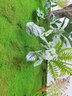 洛克爺爺仿真青苔人造草坪室內盆景造景石長(cháng)草假苔蘚植物墻背景裝飾微景觀(guān) 苔蘚套裝 曬單實(shí)拍圖