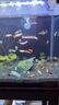 寵小俠純種孔雀魚(yú)觀(guān)賞魚(yú)好養耐活淡水小型魚(yú)熱帶魚(yú)鳳尾熱帶魚(yú)小魚(yú)苗 練手孔雀魚(yú)15條+可食用半年魚(yú)糧80g 曬單實(shí)拍圖