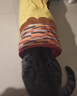all for pawsafp可折疊貓隧道幼貓貓窩滾地龍貓咪通道貓玩具鉆洞寵物帳篷 印第安貓隧道-棕色/米色隨機(jī) 曬單實(shí)拍圖