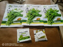 南瓜尖種籽南瓜苗種子家庭陽(yáng)臺專(zhuān)吃藤莖嫩葉四季秋季播特色蔬菜孑 南瓜尖種子【3包 約60?！?曬單實(shí)拍圖