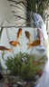 百綸木千草金魚(yú)觀(guān)賞魚(yú)冷水魚(yú)不加溫新手好養純種鳳尾大紅草魚(yú)苗 3-5cm草金魚(yú)20條 送魚(yú)糧 曬單實(shí)拍圖