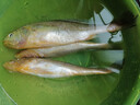 森農樂(lè )小黃魚(yú)生鮮黃花魚(yú)舟山野生鮮活冷凍海魚(yú)正宗深海冰鮮燒烤商用新鮮 5-6條/斤【3斤 新鮮透骨】 曬單實(shí)拍圖