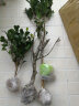 若绿【冬季耐寒】日本海棠花苗 盆栽室内外绿植花卉观花庭院阳台 茶花苗 五年造型树 实拍图