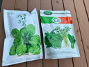 壽禾 油麥菜種子耐熱生菜農家四季蔬菜種孑播秋冬季菜種子小青菜菜籽 甜脆香油麥菜種子 200g裝 曬單實(shí)拍圖