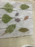 衛(wèi)辭植物拓印工具套裝拓染染材料包全套兒童diy敲拓染錘樹(shù)葉花拓印畫(huà) 【拓染工具套裝】7件套 曬單實(shí)拍圖